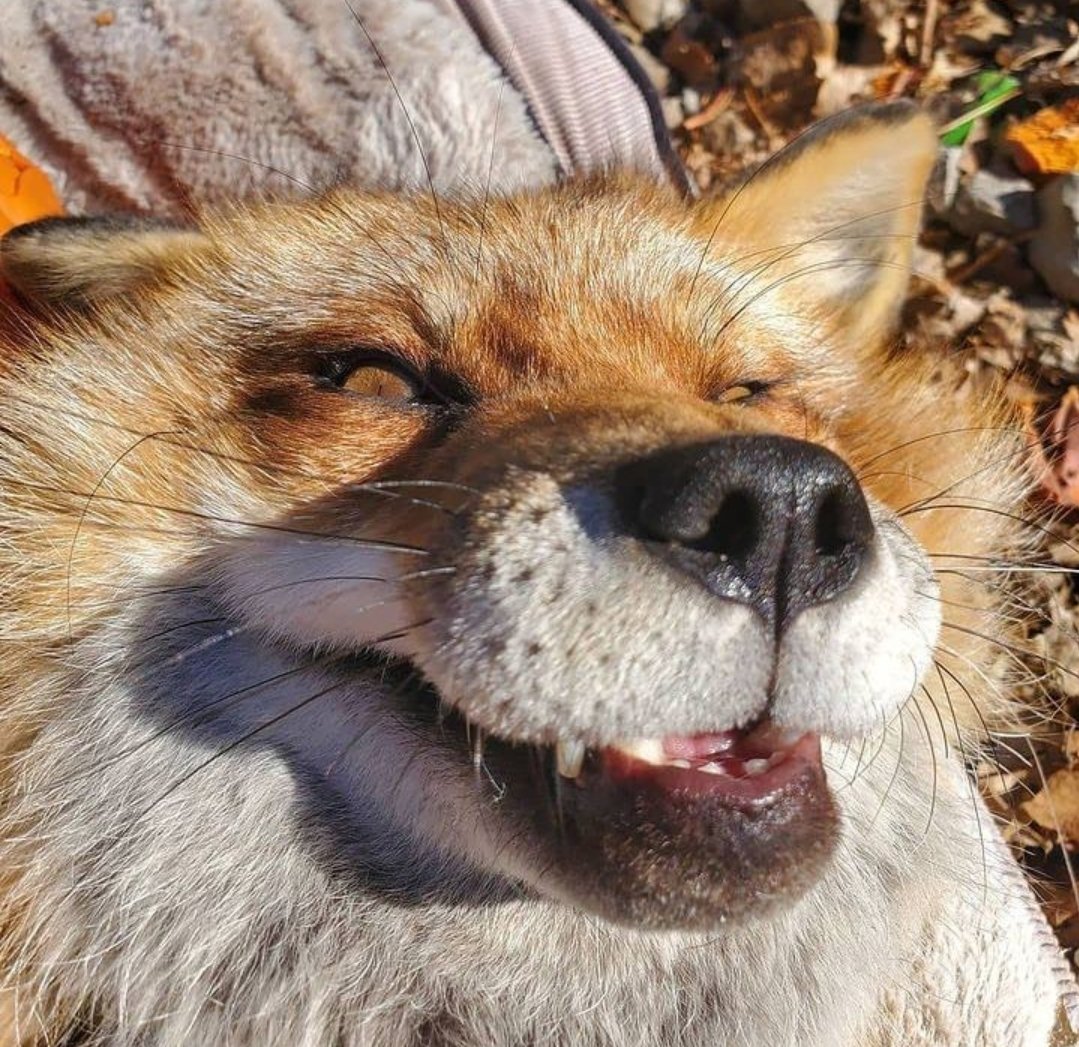 Smirking

#dailyfox