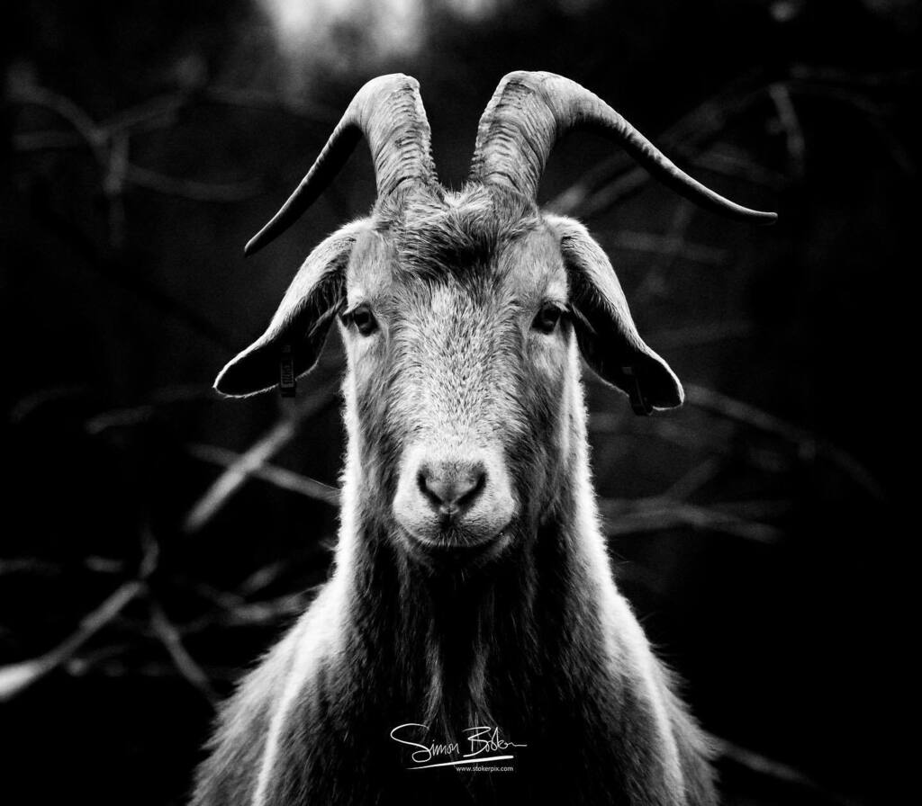 simonb3d's tweet photo. “Horns &amp; Highlights” a truly inspirational visit to @smelly_wellies_woodcote Animal Therapy Farm to take some images of their creature comforts. So good to meet Vikki and Lorraine and hear about all their marvellous work but also to meet the animal stars… https://t.co/0RT27sMdev https://t.co/hrikMr3GqD