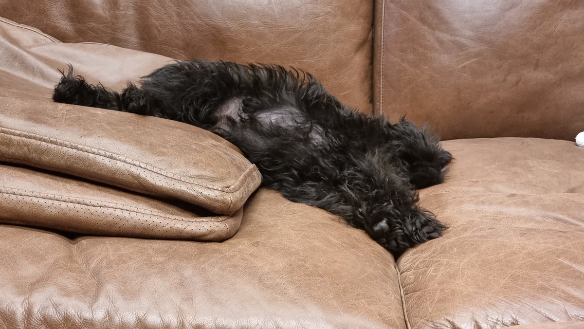 1 point for every doggy bit correctly identified. Barry is a bit of a heavy sleeper