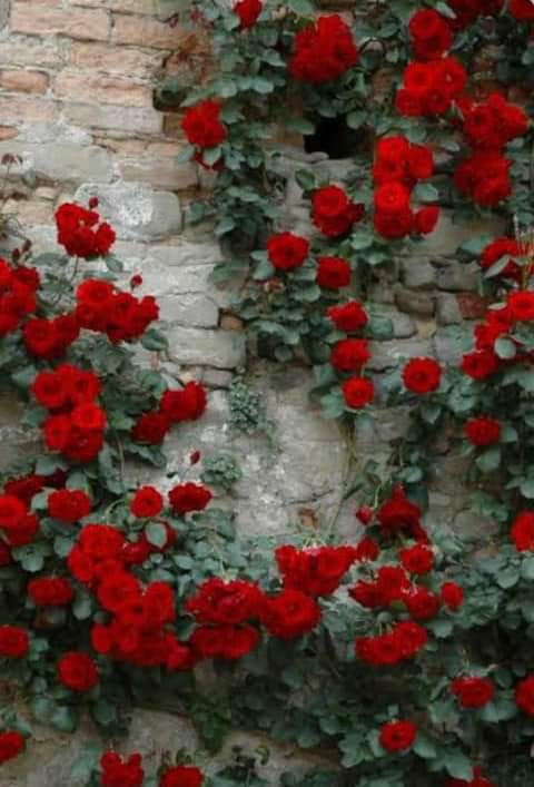 kissan_pakistan's tweet photo. انتہائی حسین اور تیزی سے پھیلنے والی گلاب کی بیل کے صحت مند پودے دستیاب ہیں... 😍
اگر آپ کو خوشبو اور خوبصورتی دونوں چاہیے تو 
گھر کے دروازے کے پاس یا لان کے داخلی جگہ پر یہ خوبصورت پھولوں والی بیل لازمی لگائیں. https://t.co/NoaGeWxTJE