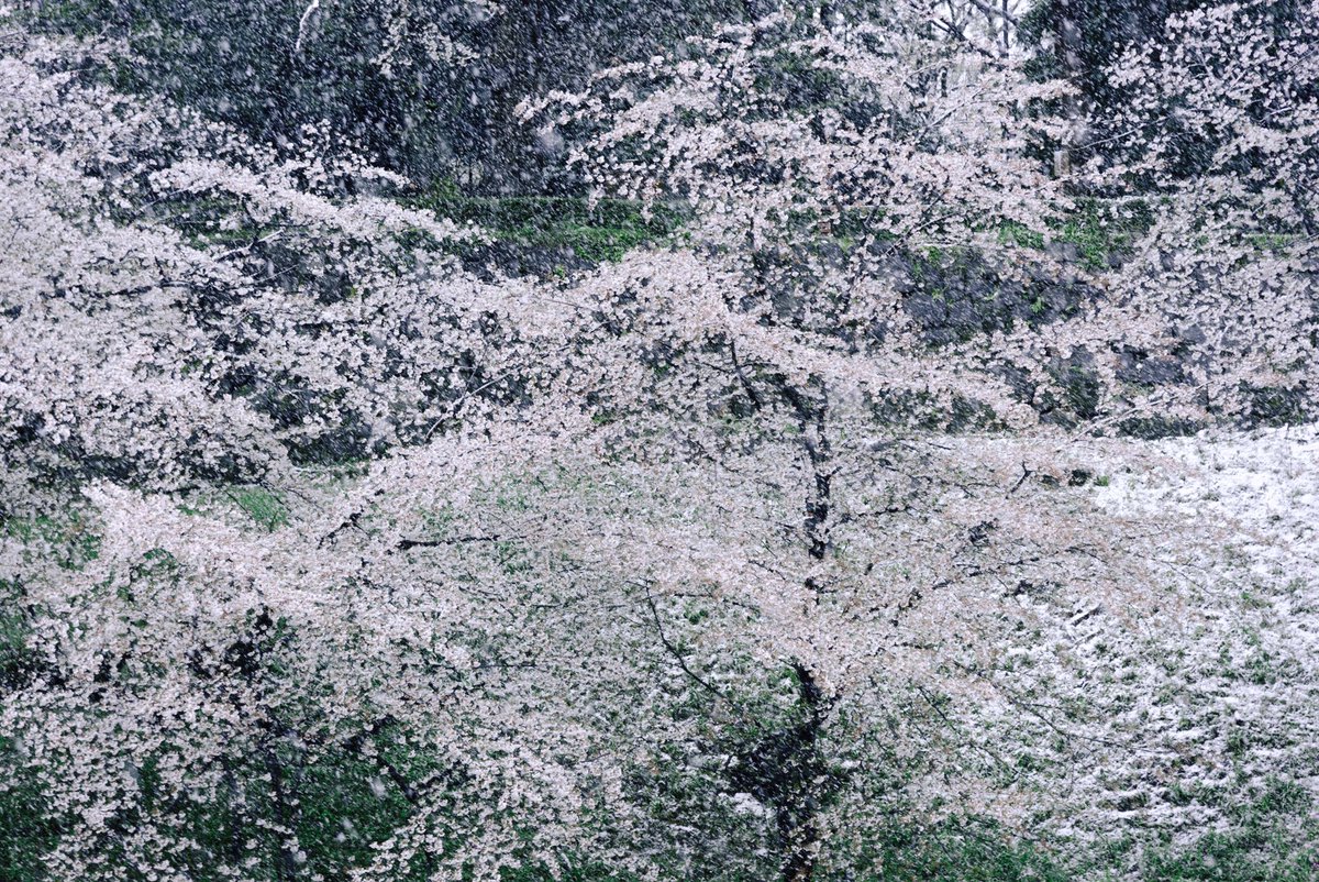 17dm_i's tweet photo. 春に雪が降った日
#千鳥ヶ淵
#2022_spring
#ファインダー越しの私の世界 https://t.co/HxuNcgvLo7