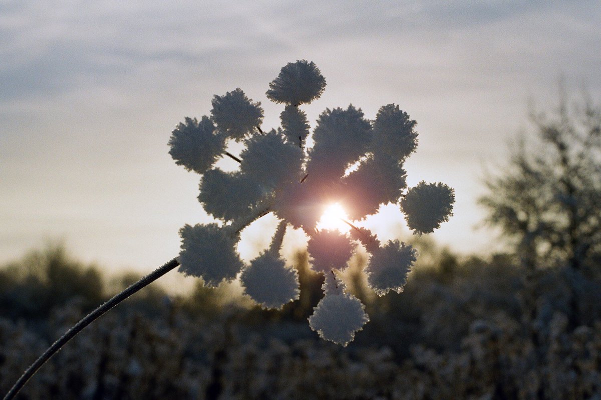 nickpage's tweet image. Early Morning Snow. #film #35mm #istillshootfilm #hertford #hertfordshire