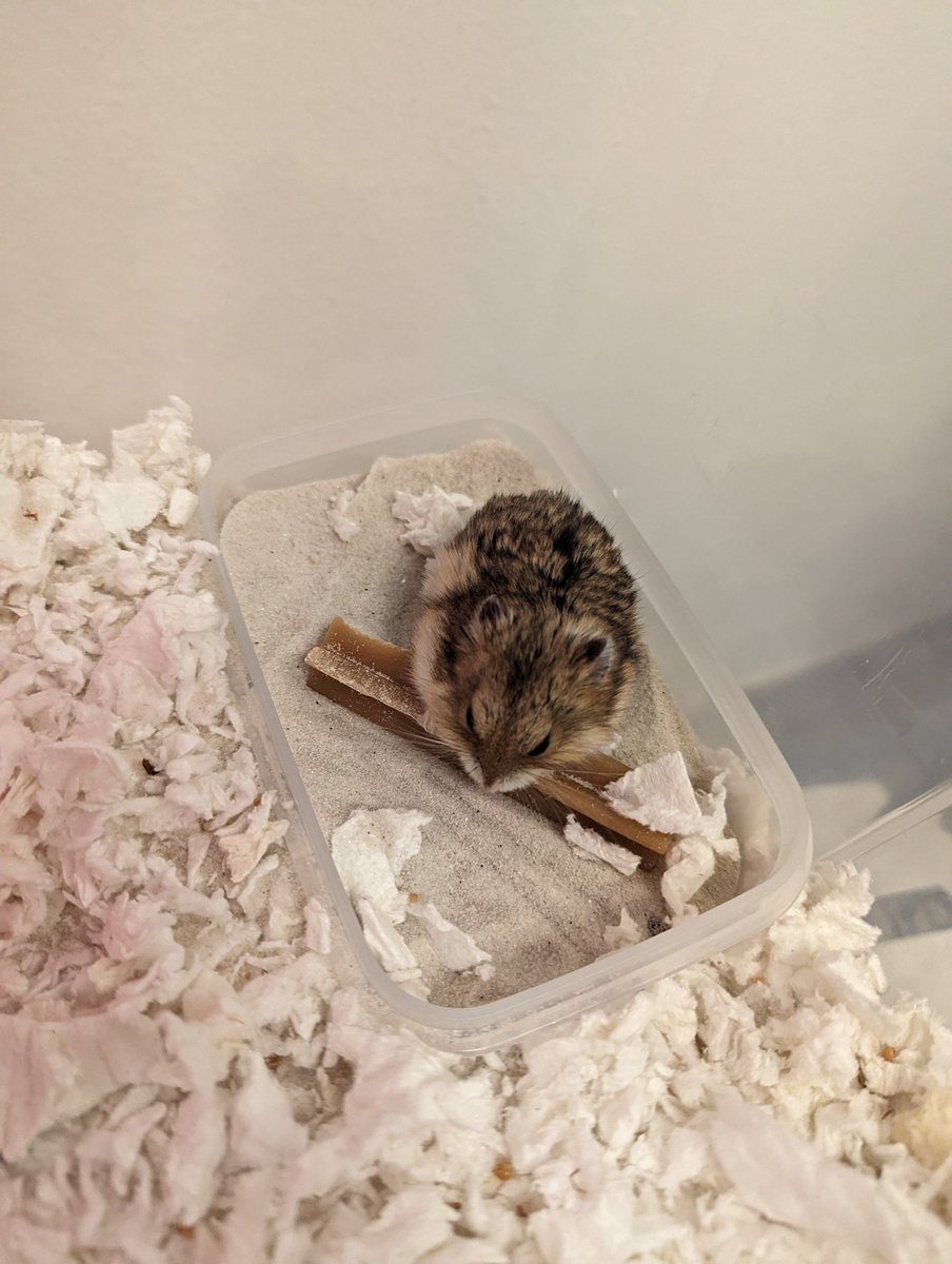 GhostArya 🔜@ghostarya.bsky.social tweet media