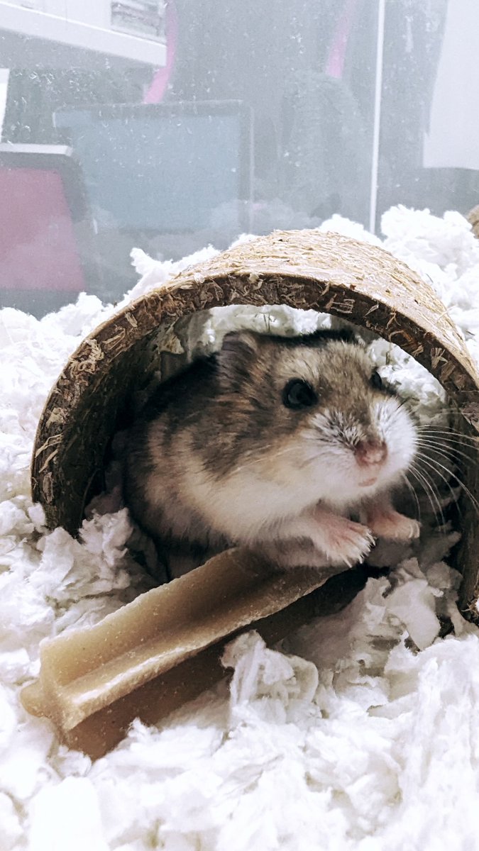 GhostArya 🔜@ghostarya.bsky.social tweet media