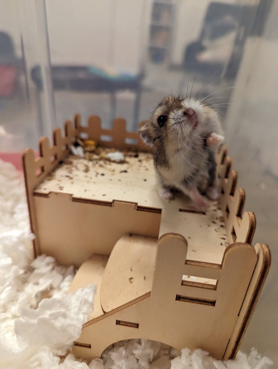 GhostArya 🔜@ghostarya.bsky.social tweet media