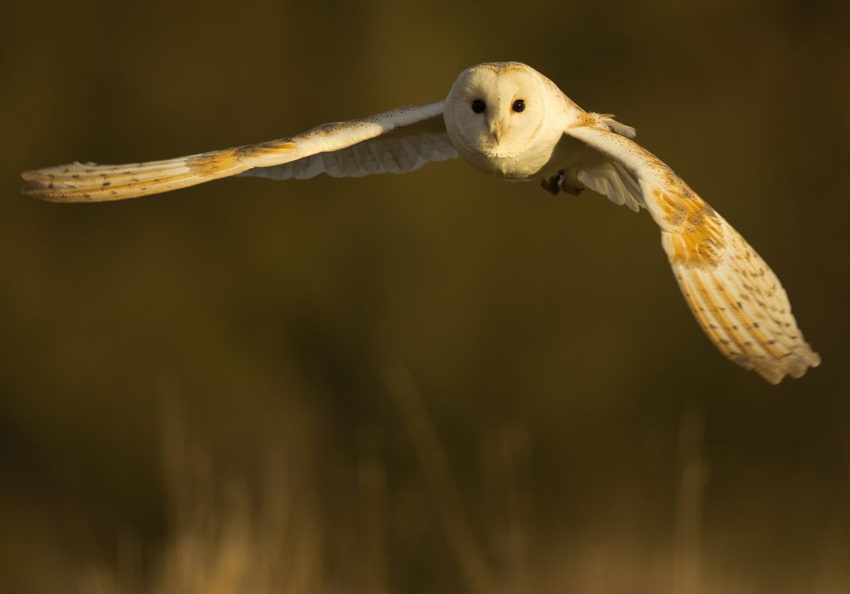 Gerry Capelin tweet media