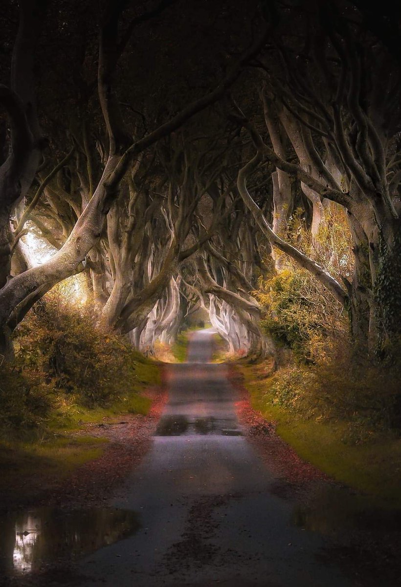 #SaturdayMorning
#darkhedges
Near to me is this stunning small back road where thousands of people visit each week. I can drive here in 40 minutes.  Near the North coast. Beautiful place to escape and dream ♥︎♥︎♥︎ #NorthernIreland #landscape #outdoors #GameOfThrones