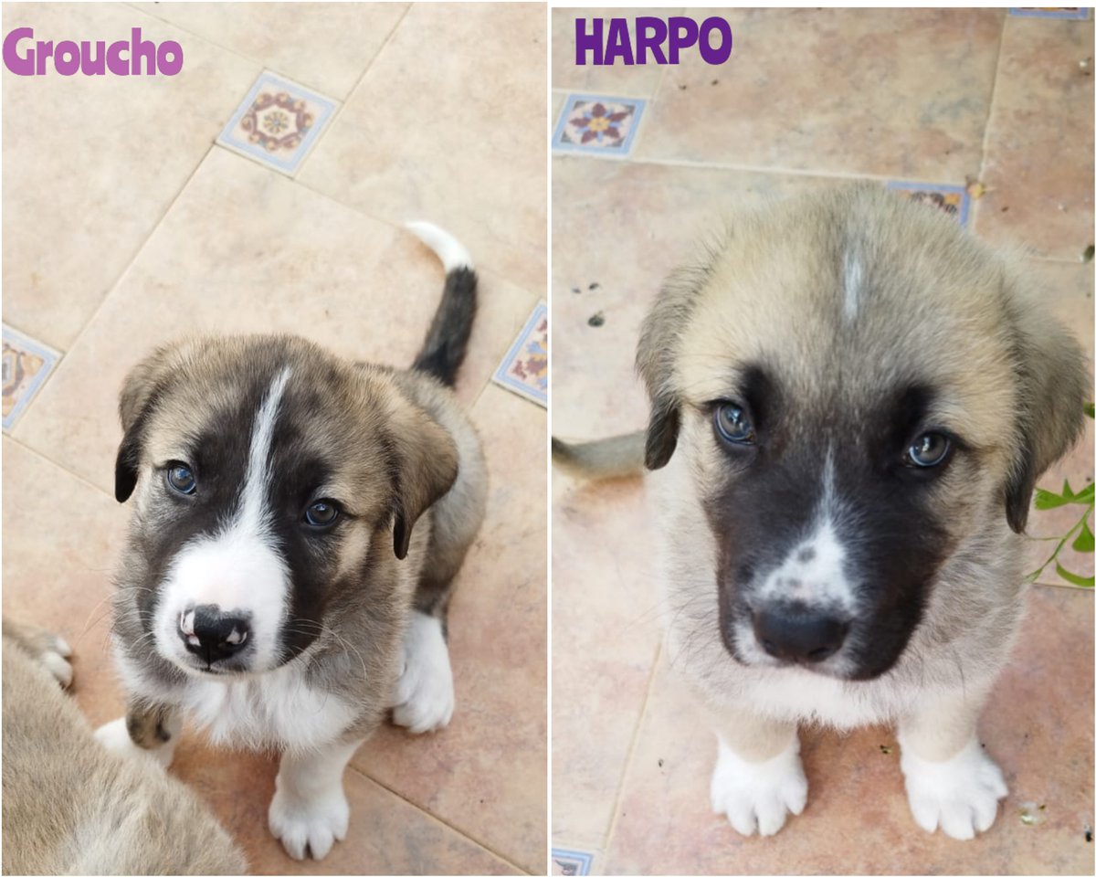 #madrid 
GROUCHO y HARPO adorables cachorretes de apenas 1,5 meses 
En edad adulta rondarán  40 kg de peso 
Buscan hogar en #adopcionresponsable para TODA la vida 
Se entregan chipados,vacunados,desparasitados y CON compromiso de esterilización 
CONTACTO 📩facenuevavida@gmail.com