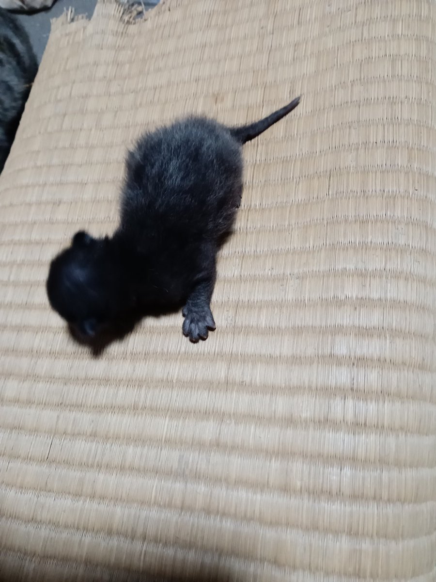 kobesanta117's tweet photo. チビはまだ8ヶ月の子猫なのに赤ちゃんを産みました初産のため2日かかって最後の1匹を産みました。生まれた時80g(Lサイズたまご1個)でした。そして今日で1週間130g(SMサイズたまご2個)になりました。まだ目が開いてません。 https://t.co/RaxBe9XD4u