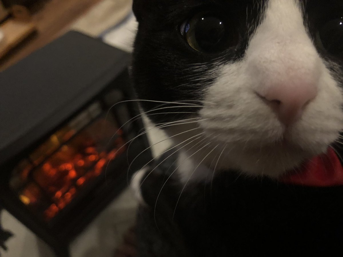 ちっちゃな暖炉
ちっちゃな子猫
冬にこれ以上の癒しがあるだろうか…😌
♯猫
♯温まる