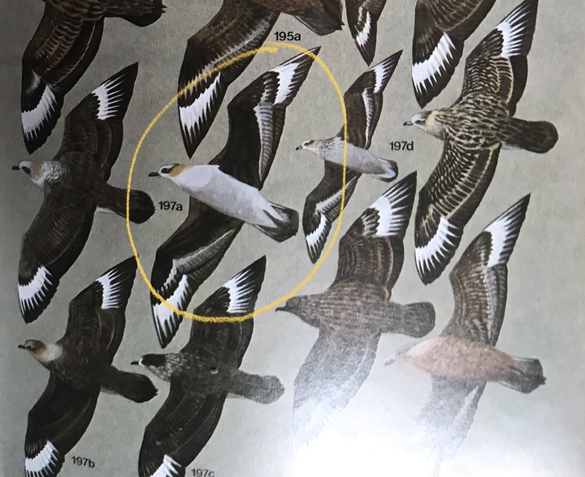 timcoxgm's tweet photo. @tonyskerl @DrPaulSorrell Hi Tone. Maybe S Polar Skua? Cheers Tim https://t.co/3NDZ4yUy1N