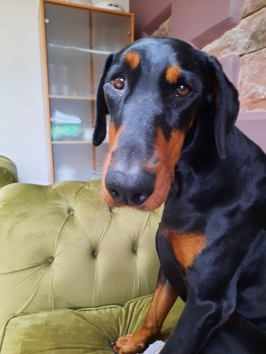 NotBadForHerAge's tweet photo. I'm very sorry Mum for chewing the cushion (again).
With that face, Damson, I'd forgive almost anything. #contrite #forgiven #Damson #Dobermann #dogsoftwitter https://t.co/fDenCMU2SZ