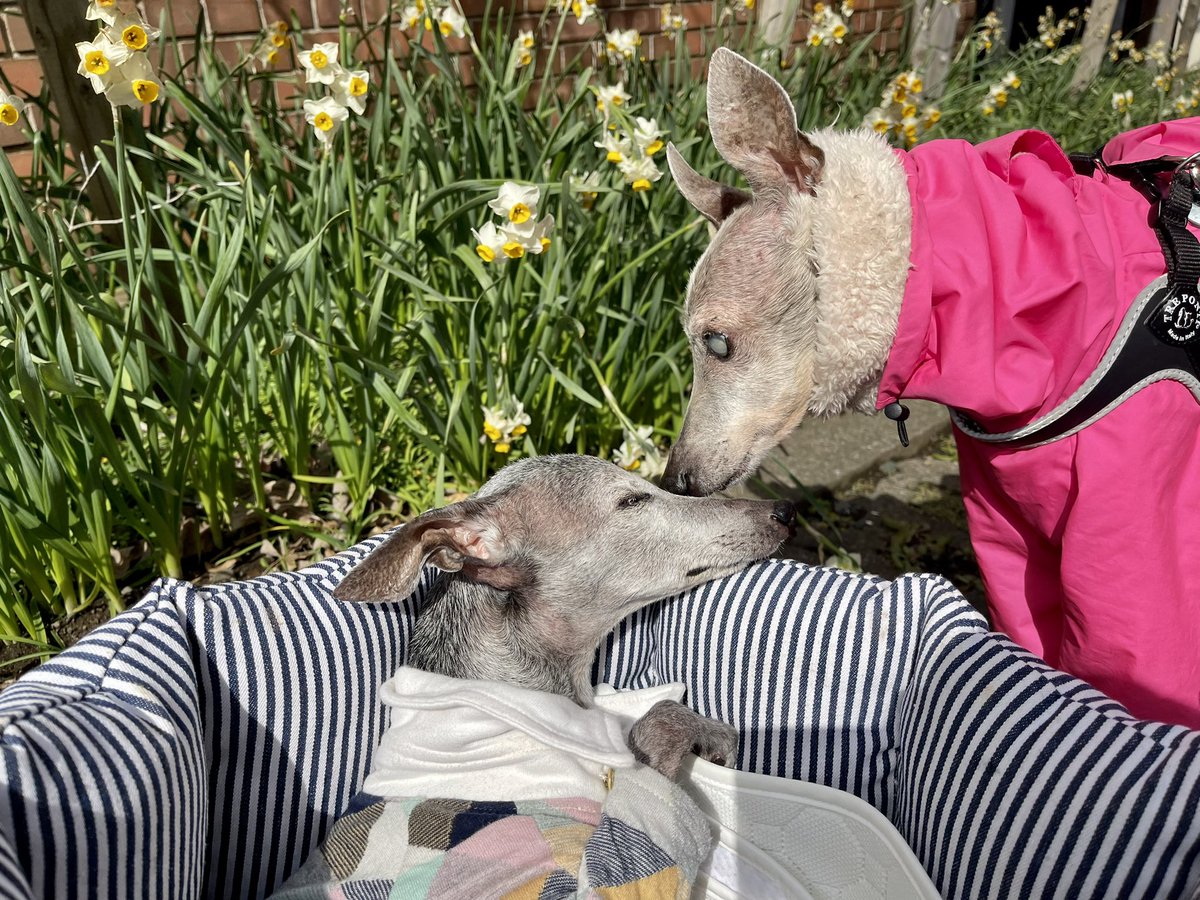 超レトロ 新品 イタリアグレーハウンド サイズが大きい 超レトロ 新品