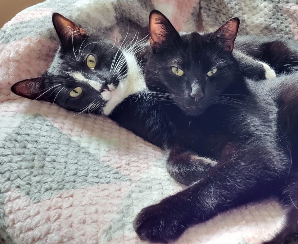 LuckyGonk's tweet photo. Good morning from Benny and Choo-Choo on cuddly #Caturday https://t.co/Y3R2kEmxl4