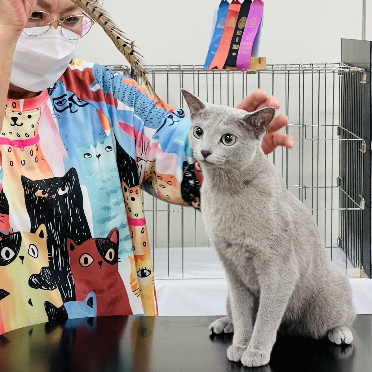 yasuseino1023's tweet photo. うちの猫ちゃん。
本日キャットショーにて6リング中、5リングでファイナルに残りました!よく頑張りました!!
#ロシアンブルー #cfacatshow https://t.co/er3ZD3ZlSE