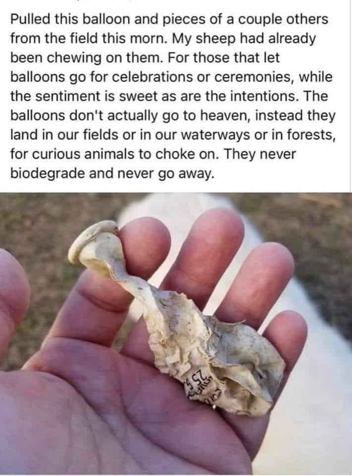 Pls don’t let loose balloons or lanterns for parties/ funerals etc. all they do is kill wildlife and litter! #waronwildlife #wildlife #plastic