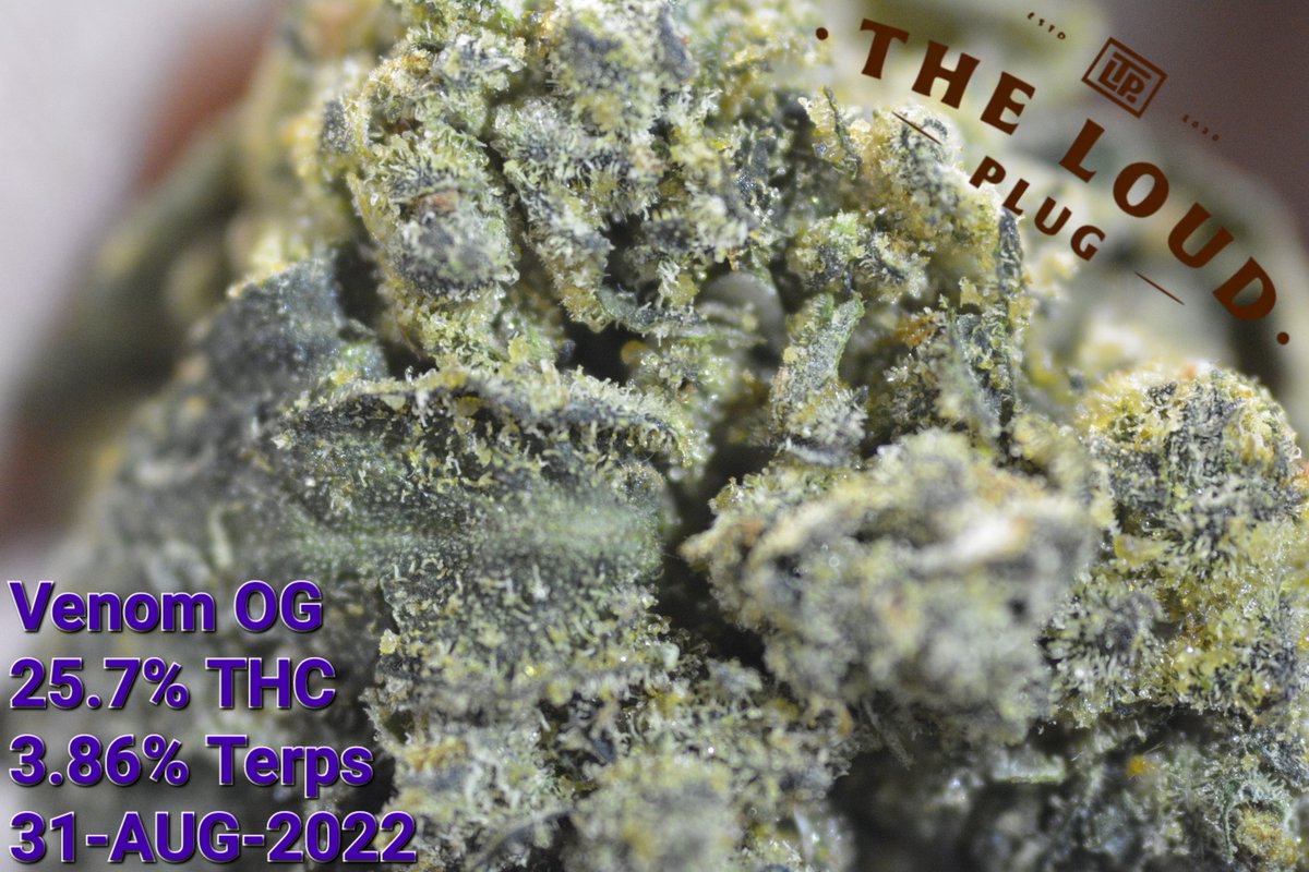 Love the unique pointy keify nugs that the Venom OG brings, and if you're a fan of the classic gassy Og taste, then this is perfect ⛽️ ⛽️ 💨

#theloudplug
#lovefromscarborough
#Weed #420community #CannabisCommunity #cannabisindustry #CannabisCulture