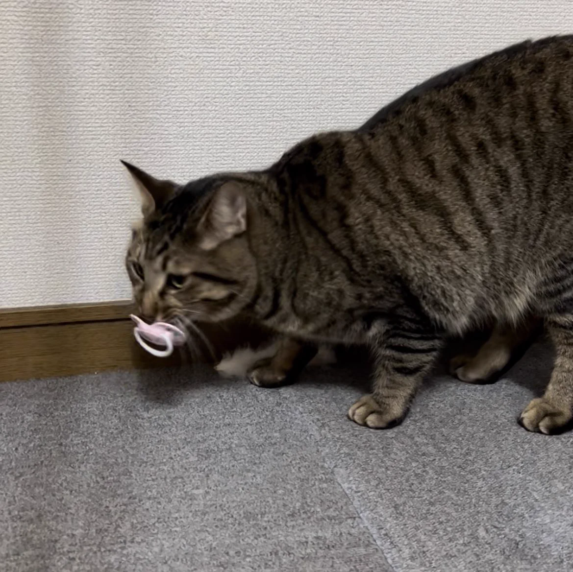 おしゃぶりを放置した結果。まさかの猫ちゃんにジャストフィット！