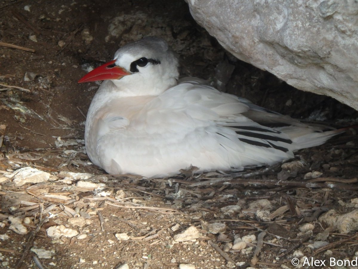 Be the tropicbird you want to see in the world

(just bathe more often because oh my GOD the LICE)

#SeabirderSaturday