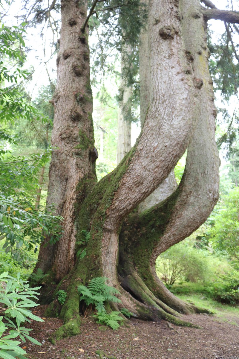 @TiCLme @keeper_of_books @UrbanTreeFest @LTOA33 @AJsmallcock @GreenGymPenge @stephenmid @johntree1981 @TheStreetTree @NatFedParks @openspacessoc @ArbAssociation @Team4Nature This is my favourite from Ardkinglas Woodland Trail. One of the Champion Trees #Ardkinglas #lochfyne @VisitScotland #woodland