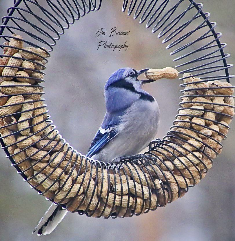 Jbusc33's tweet photo. #bluejay #birdsofinstagram #audubonsociety #lookingforfood #wildlife #bluejaysofinstagram #your_best_birds @News_8 @13WHAM #bh_wildlifephotography #picturetokeep_weekly #just_newyork @news10nbc @shutterbugpix https://t.co/alsKPhiAoD