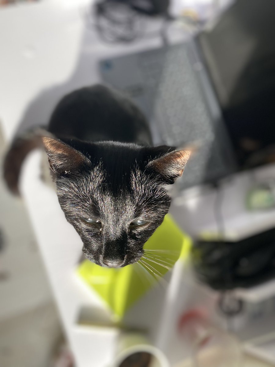 Happy #Caturday Muffin (16) Merry (1.5) and Pippin (1.5)