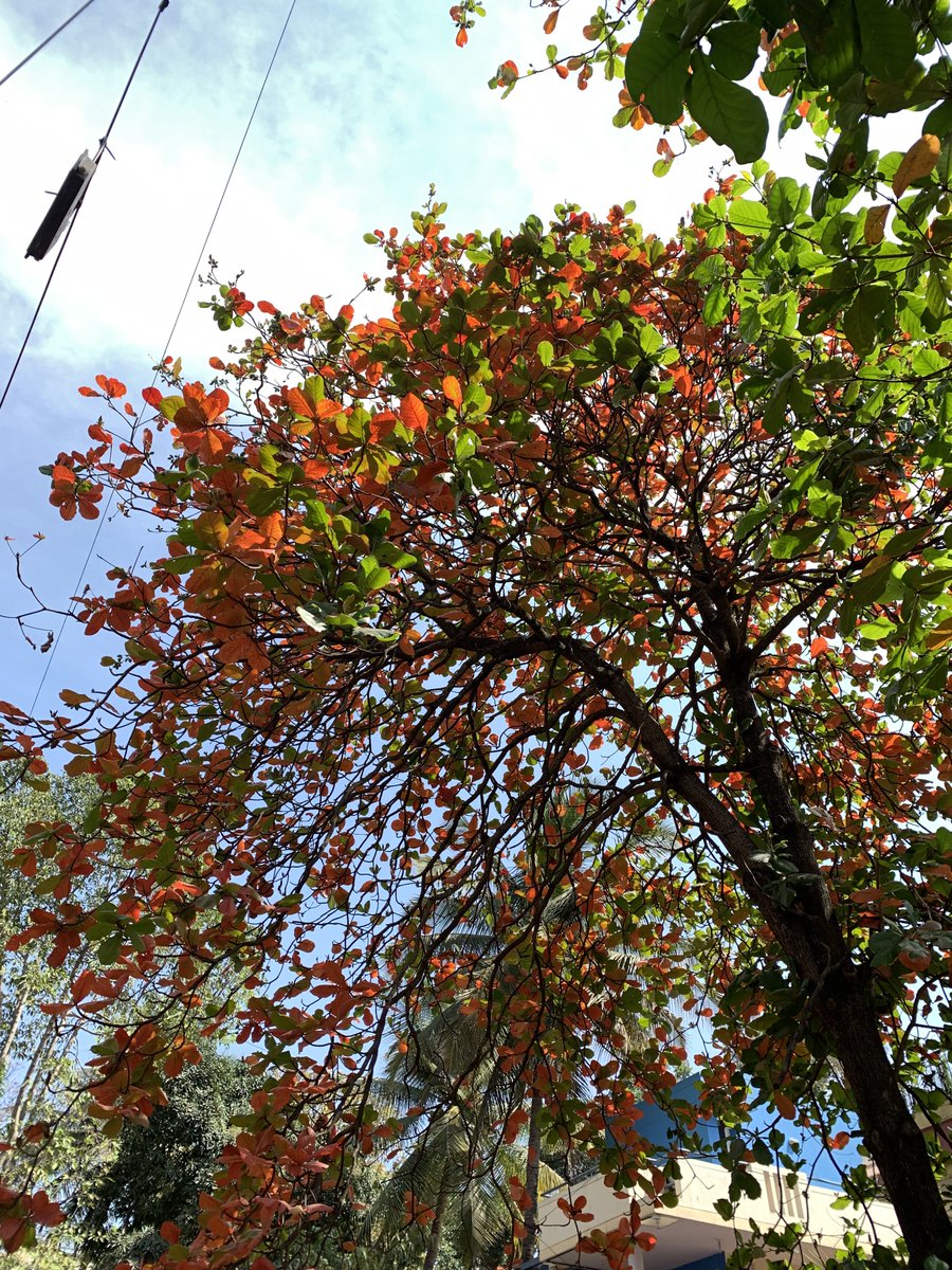 pratiikksingh's tweet image. Vibrant