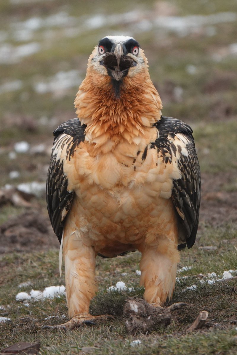 lizardschwartz's tweet photo. Birding dream: achieved. 🥰😍🤩

Just the most *insane* views of Lammergeier at the Buseu Vulture Hide - I nearly started crying 😂 been my most wanted species for so long!!! 🤯 https://t.co/f4QmF454eC
