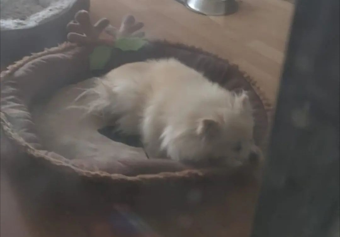 SlayerPoke tweet media