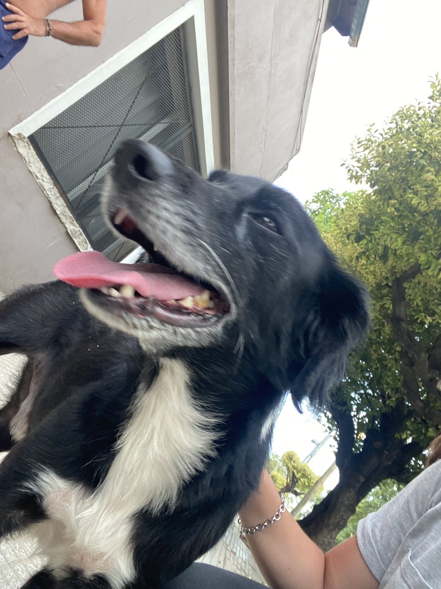 jaeldahuach's tweet photo. PERRITO PERDIDO🚨, es macho y al parecer está castrado. Es súper cariñoso y juguetón❤️

Estoy segura que tiene dueño. Por favor difundan para encontrarlo🙏🏻

Está por la zona de Escalada y Primera Junta (a una cuadra de Eva Perón) Mataderos. https://t.co/BKMkECuES2