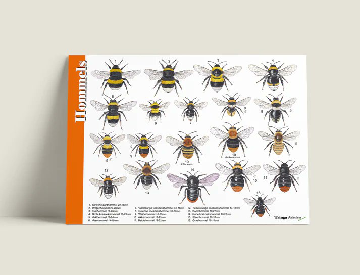 Op een mooie zonnige voorjaarsdag kun je ze al weer zien vliegen, hommels. Maar welke hommels? Je kunt ze heel makkelijk op naam brengen met deze herkenningskaart en ontcijfer de streepjescode. Elke hommel heeft zo zijn eigen kleurenpatroon, bit.ly/3IT0WCR