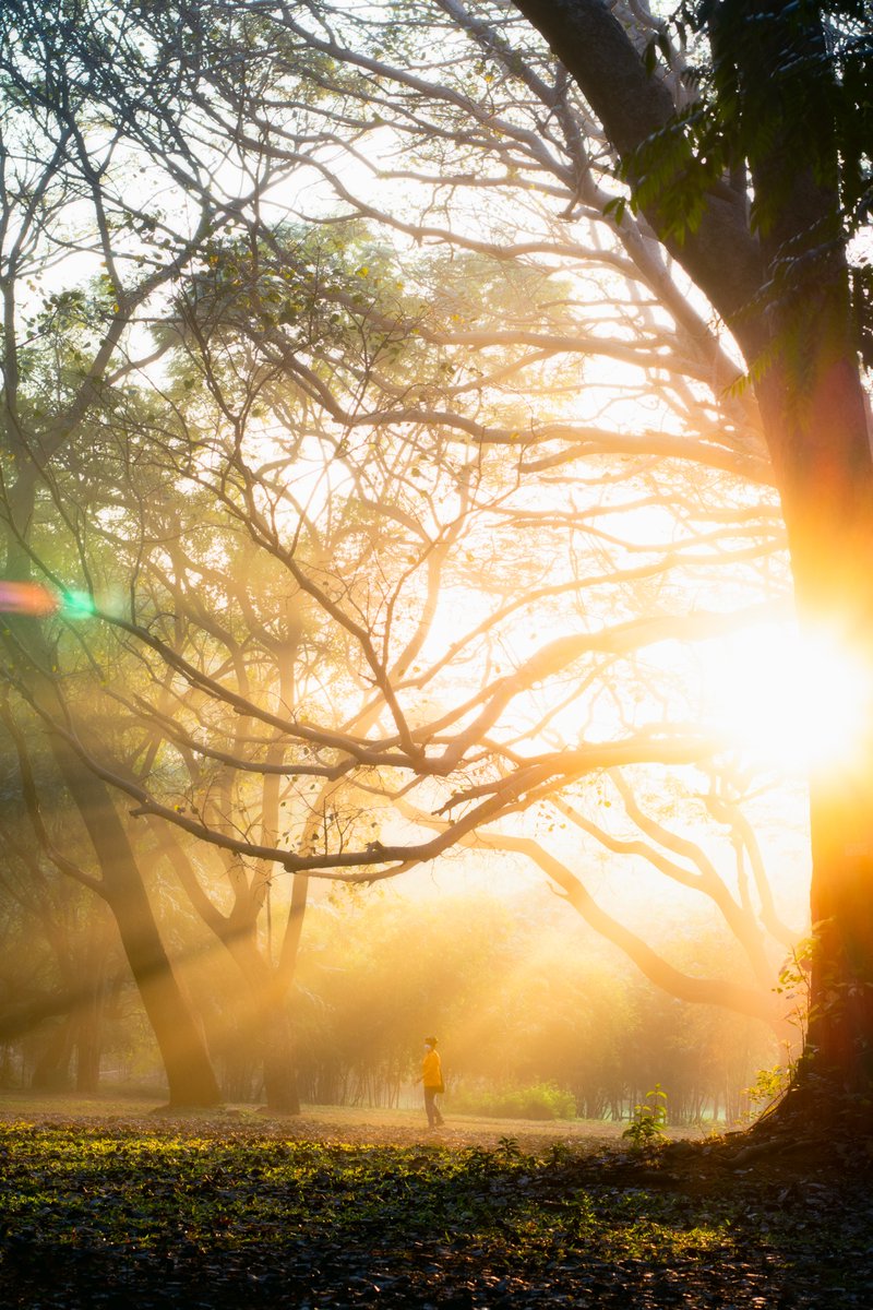 AdvaitNawathe's tweet photo. Pictures from a hazy morning in Cubbon park.
(My mom made for the perfect subject in these pictures :)) https://t.co/vAMBsislSy