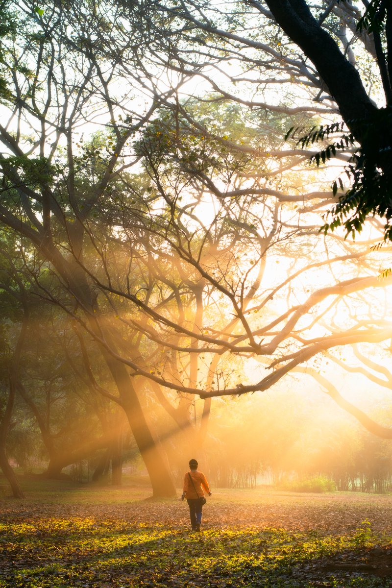 AdvaitNawathe's tweet photo. Pictures from a hazy morning in Cubbon park.
(My mom made for the perfect subject in these pictures :)) https://t.co/vAMBsislSy