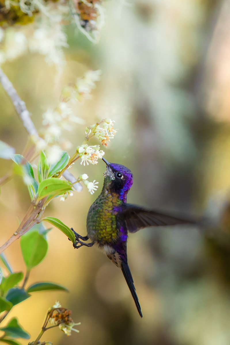 JohnQuinteroMFC's tweet photo. Hice muchos intentos para fotografiar este colibrí, sus colores son una maravilla. #birdwatching #birdphotography #your_best_birds  #birdstagram #nuts_about_birds #wildlifephotography #kings_birds #bestbirdshots #wildlife #allmightybirds #canonphoto #canoncolombia https://t.co/ssByHpSCF0
