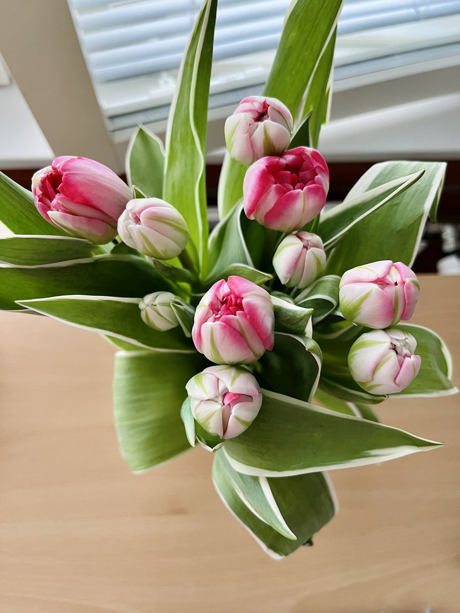michelle_trptw's tweet photo. Blumen machen das Leben besser & bunter. 🌷 Meine Mitbewohnerin hat mir gestern einfach so Tulpen geschenkt. Habe mich so sehr gefreut! #wgleben #finnland #studierenweltweit #erlebees https://t.co/WQGZtMOMax
