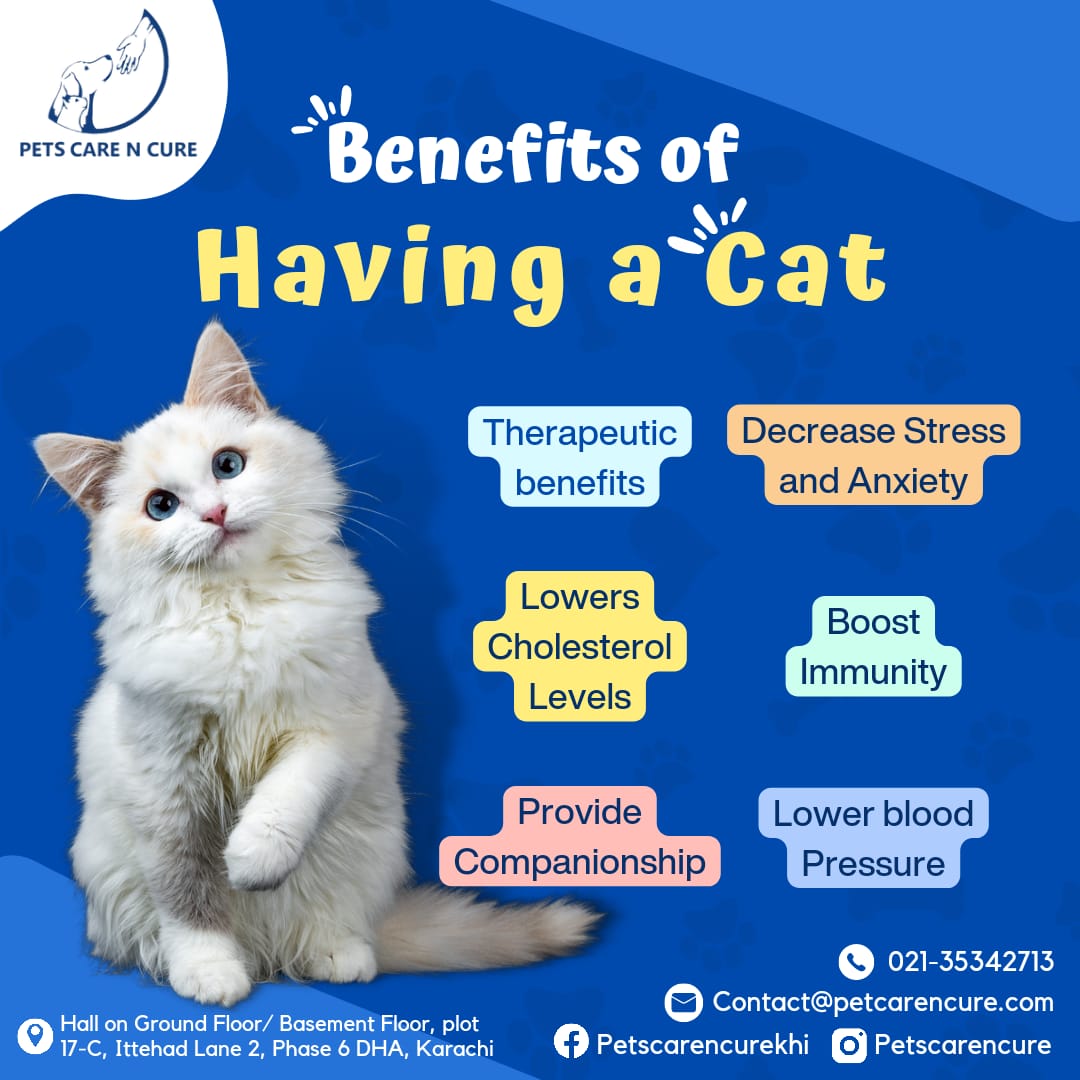 Bringing endless cuddles, purrs, and playtime into our lives - that's the beauty of having a feline friend!🐾😻

#Cats #CatLove #FurryCompanions #BenefitsOfHavingACat #PetsCareNCure