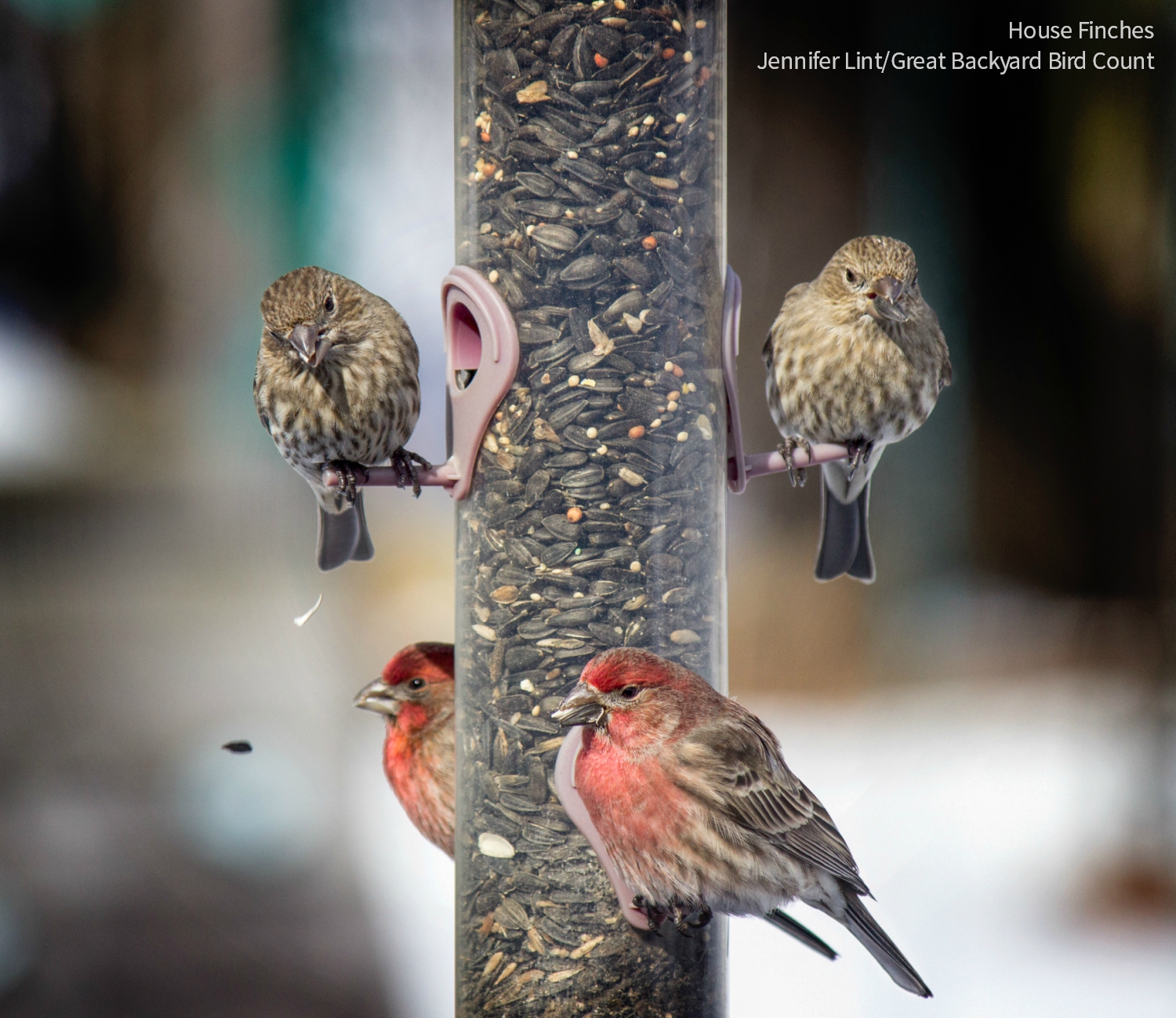 Want to support birds yearround? Check out Audubon’s many blends and