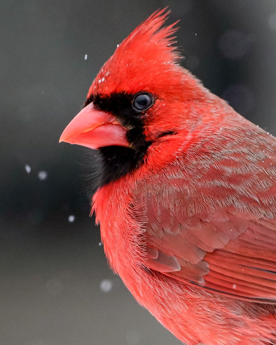 phrankberes's tweet photo. Familiar feathers as we march on through March. Lots of soggy snow that doesn't seem to last until sundown. 
#BirdsSeenIn2023 https://t.co/ubg7dfwZse