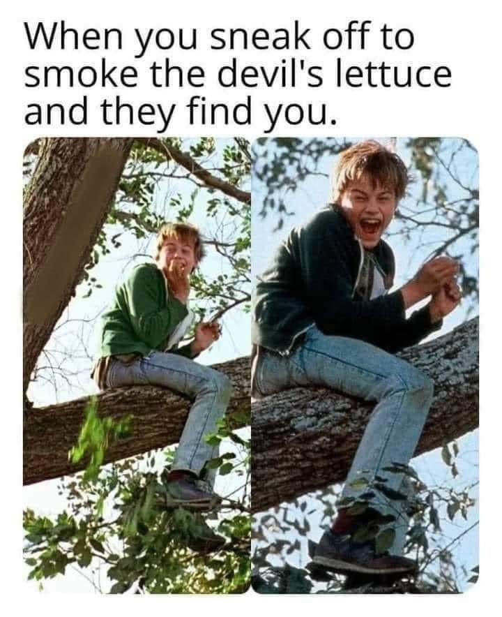 #weedmemes #Mmemberville #CannabisCommunity