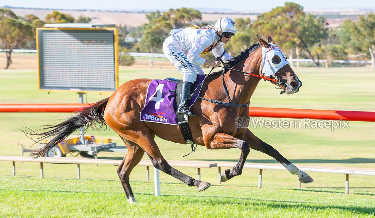 MIETTE STAR - 2023 AFGRI Equipment Mingenew Cup <a href="/MingenewRaces/">Mingenew Races</a> #WesternRacepix #WAracing

More 📸 westernracepix.com