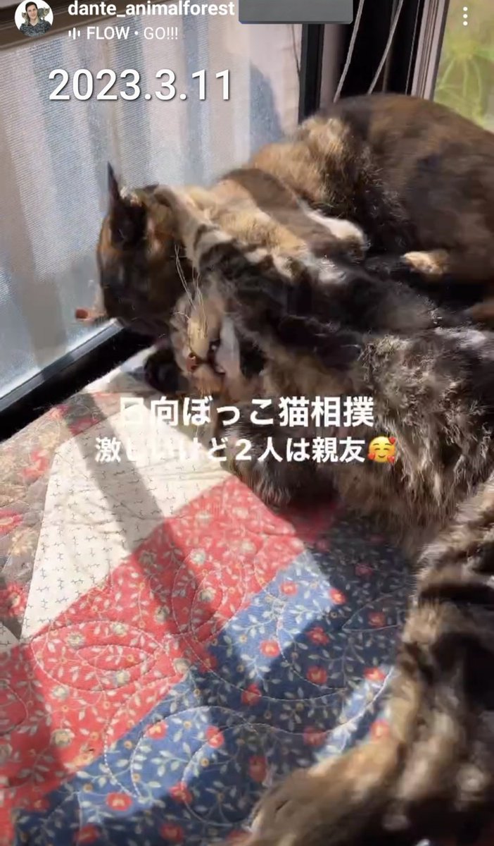 SWWJPG's tweet photo. くまとペッパーの久々投稿
２匹ともダンテ氏の飼い猫ですね

保護して手術に寄付を募り…有耶無耶に自分の子にしていたので何とも…ですが、それはさて置き…

飼い猫のいる所はふわふわさせてあげてるのだな…とか、ペッパーと自分の写真は随分昔（2020年）のを持ってきたな…等、感じています https://t.co/61BggRpi69