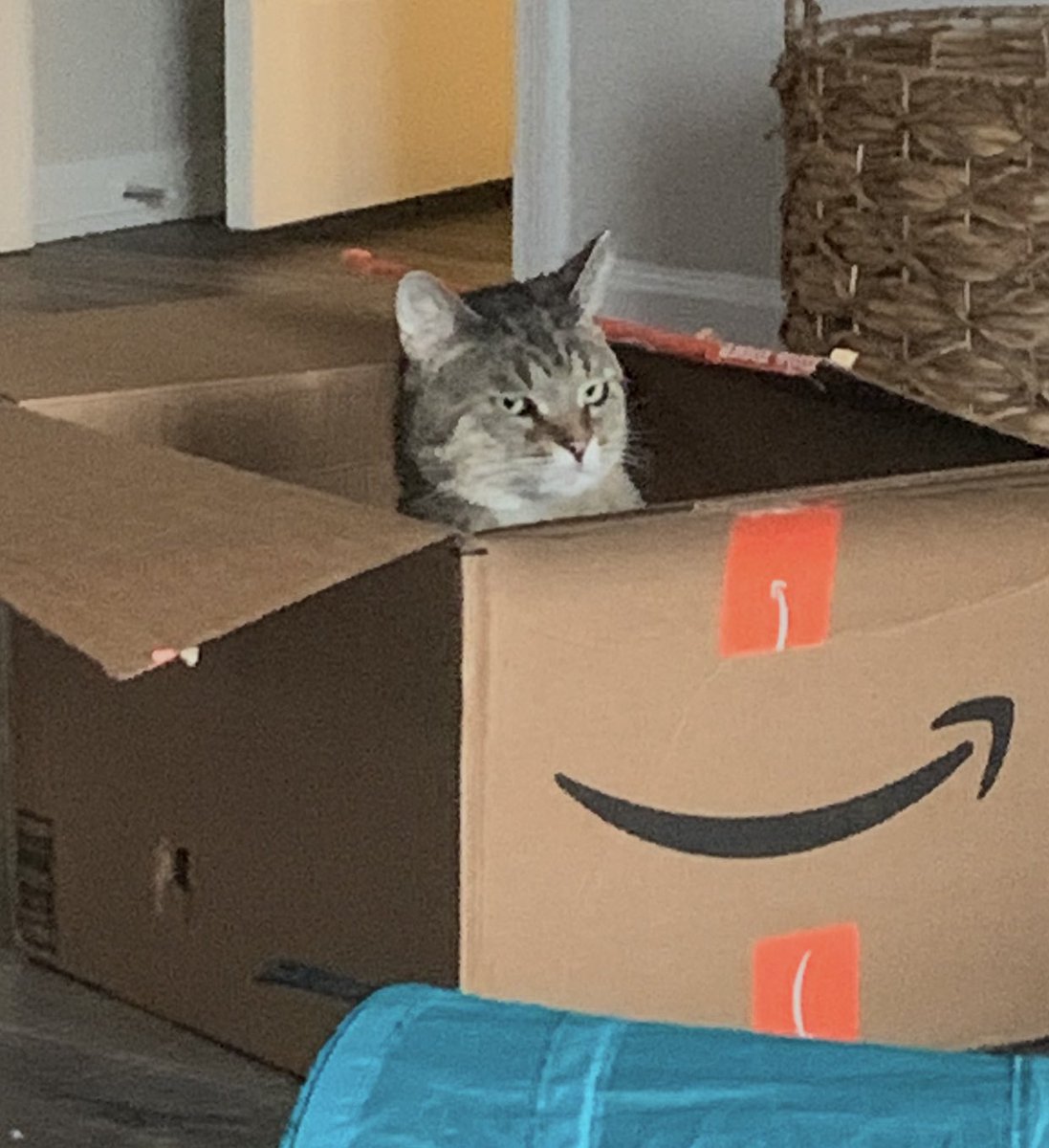 catbonky's tweet image. So excited for Blake! #BSindianapolis #BONKYTRON