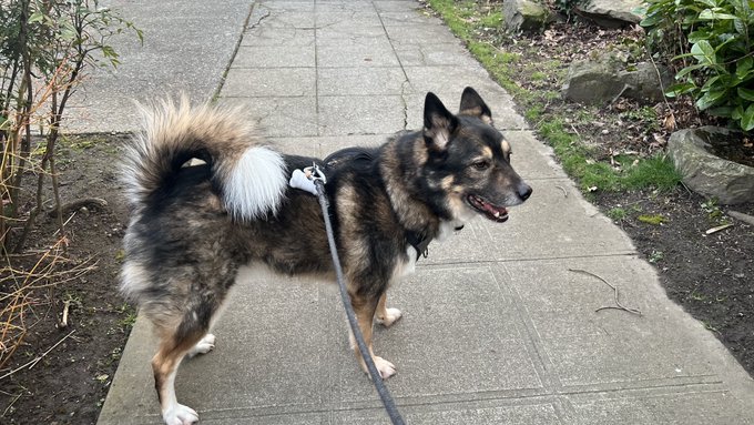 This good boy. https://t.co/Lifvb4qoUZ<a href="/tag/bangbus"class="tags"><span>#bangbus</span></a>