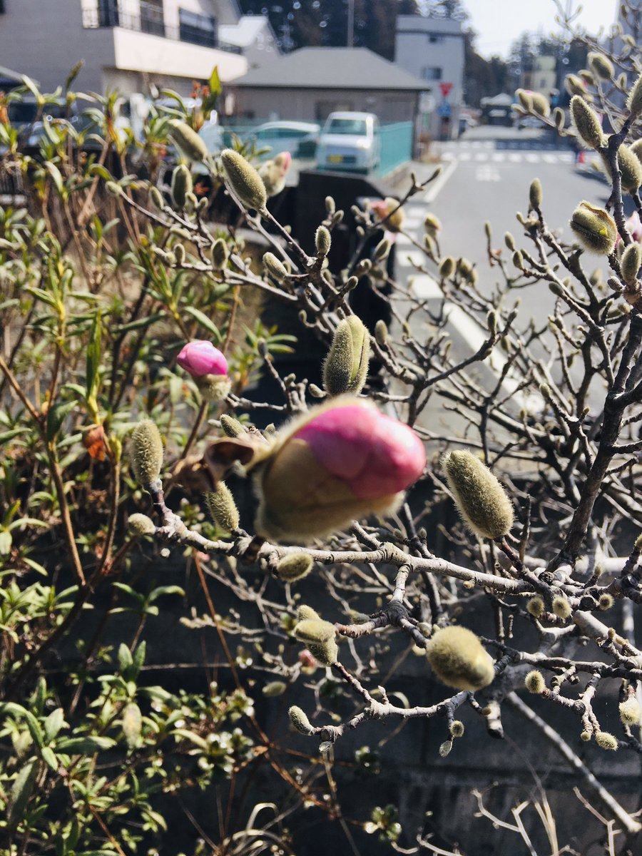 moridon618's tweet photo. 庭に「コブシ」の花が一輪、開花した
花言葉は、「友情・歓迎・友愛」
新しい季節を「#歓迎」し、友人との出逢いや別れをとおして、さらなる「#友情」を育んでいくかのように
#コブシ
#つぼみ
#花
#開花
#花言葉
#花好きな人と繋がりたい
#写真好きな人と繋がりたい
#インスタ映え
#NEWNIKKO
#日光市 https://t.co/BztwQhfAOS