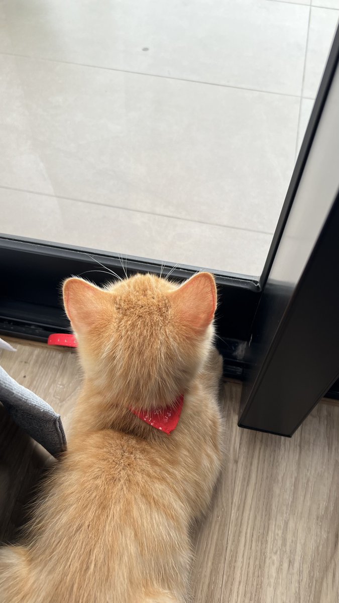 ใช้สิทธิของการเปนแมวเด่กให้ได้รับการอภัยทุกกรณีได้อย่างคุ้มค่าสุดๆ ทั้งโดดใส่ตีน เดินมานอนทับกุตรงคอ รวมไปถึงการนอนทับหัว เลิกกลัวผีอำละอีสัสแค่ในห้องที่เรานอนมีแมว