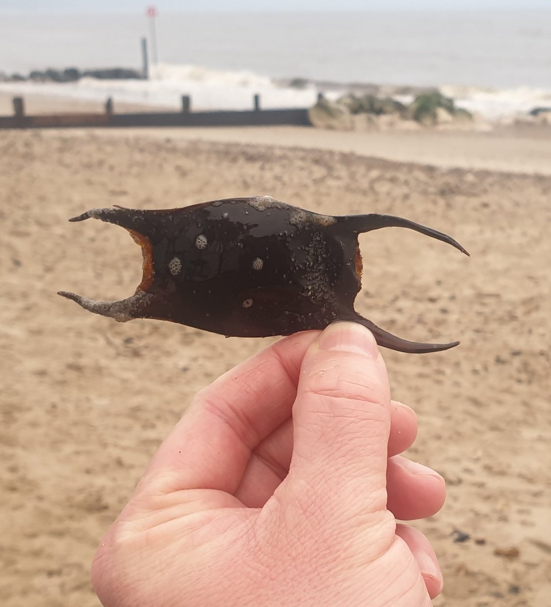 Have been finding at least one mermaid's purse during every trip to the beach lately. Always forget to check identity but size and shape of horns makes me think Spotted ray. #chondrichthyans #ukwildlife #marinewildlife