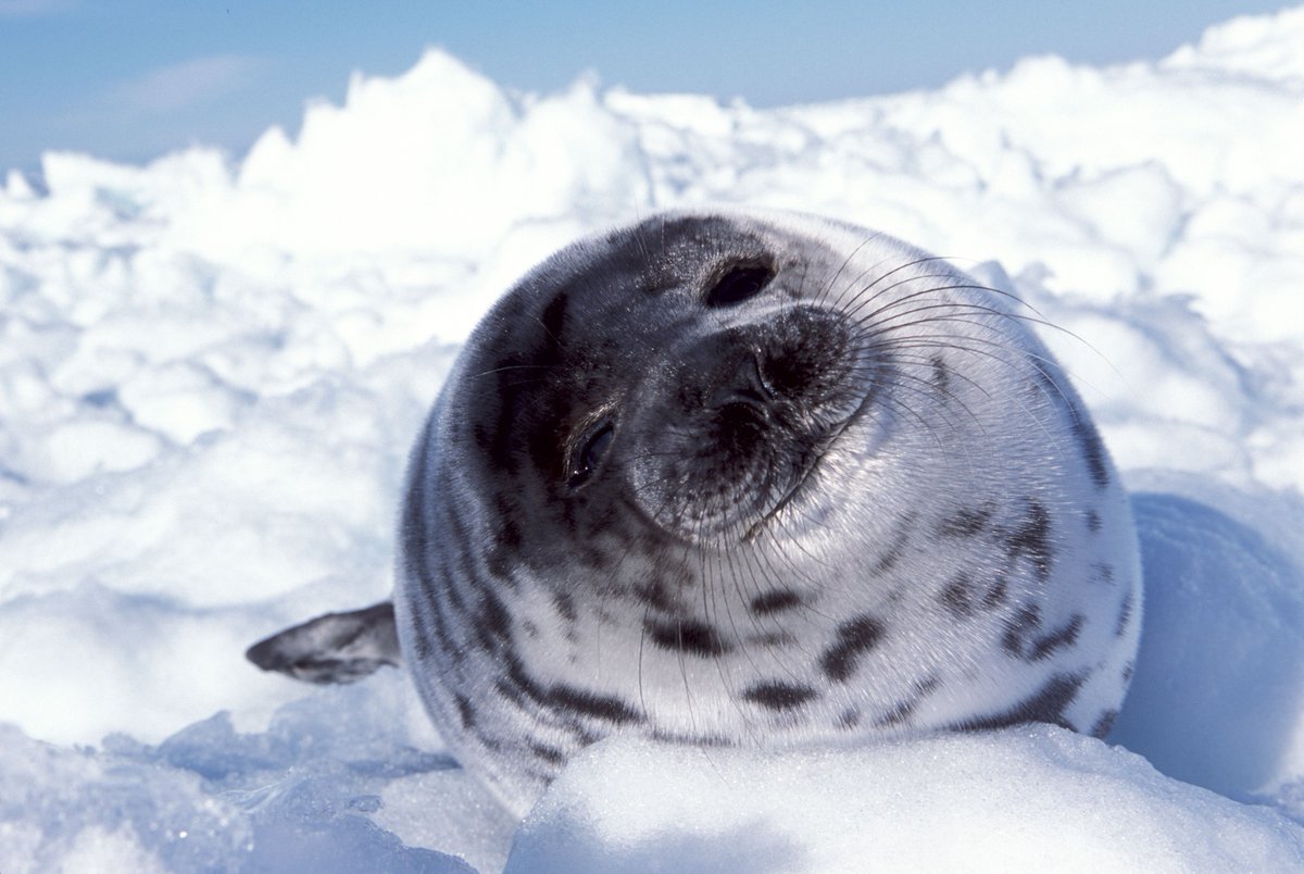 dailyseals's tweet photo. https://t.co/RhkRRexmAq