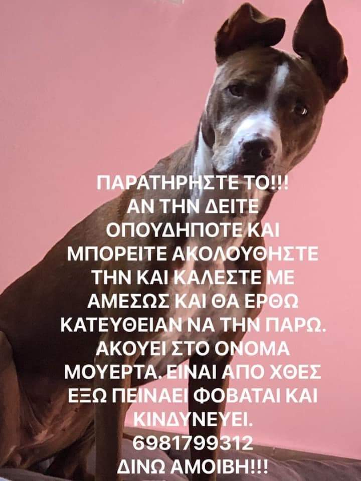 elinampounia's tweet photo. ❗Χάθηκε στην Αγίου Διονυσίου, Μενίδι ❗ https://t.co/WOdJ4YdBtg
