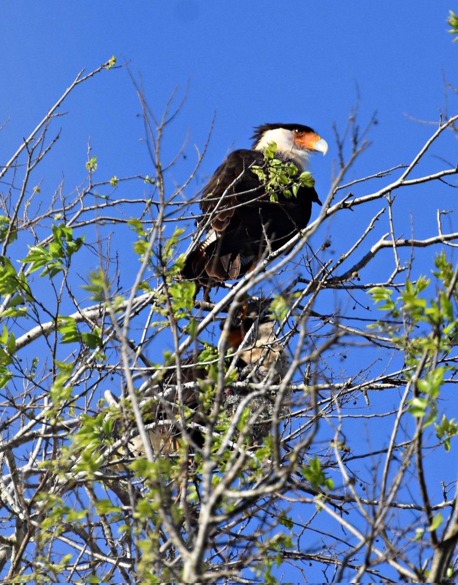 vnksmith's tweet photo. Looks like a tough guy, right 😉 #crestedcaracara #birdsofkingranch #Texas #gulfcoast #February #firstforme #BirdsOfTwitter #ilovenature https://t.co/dkRsTKihCL