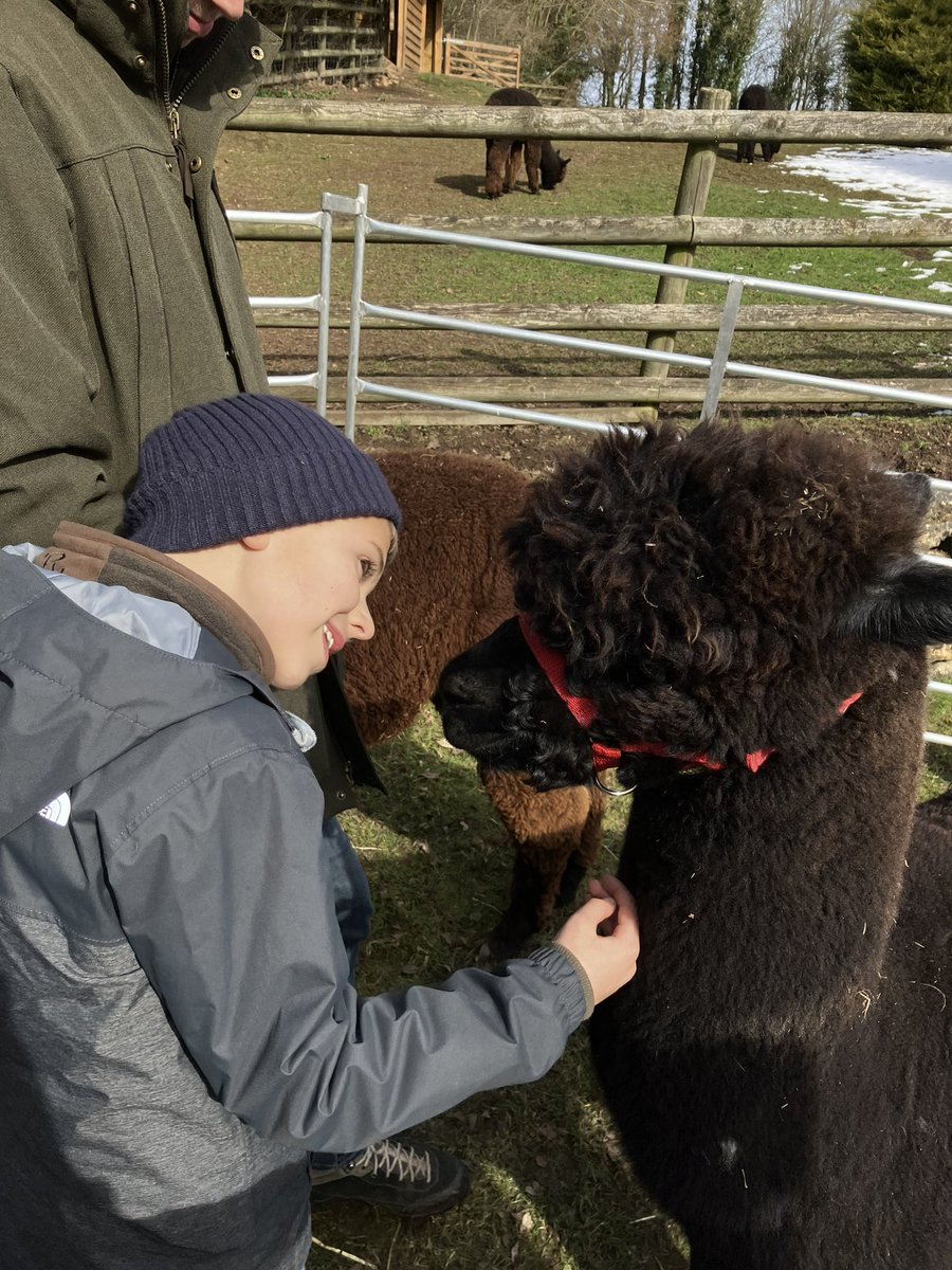 OttewellRachel's tweet photo. Alpaca trekking today for Teds birthday treat! #familytime #9thbirthday https://t.co/VOdQluftHr